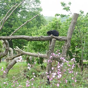 New Andean bear enclosure, June 2018