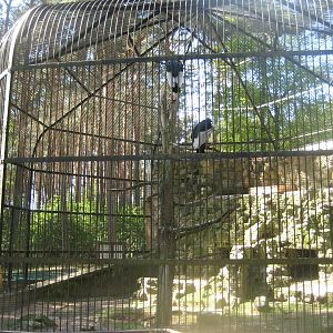 Riga Zoo - Condor aviary
