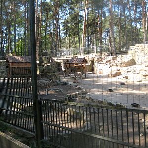 Riga Zoo - Markhor exhibit