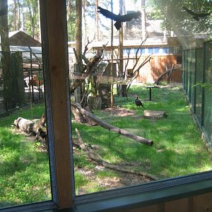 Riga Zoo - Ground hornbill exhibit