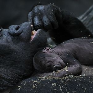 Koola and her newborn