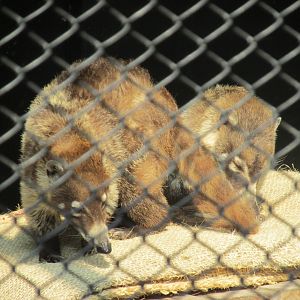 mexican coatis