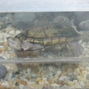 mexican tough footed mud turtle