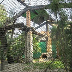 bobcat exhibit