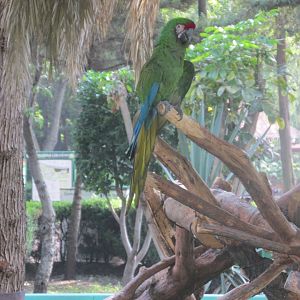 mexican military macaw