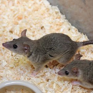 Gray short-tailed opossums