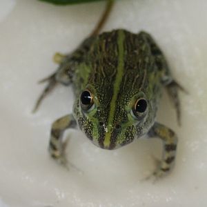 Pyxicephalus adspersus