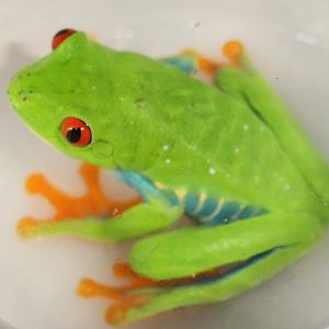 Agalychnis callidryas