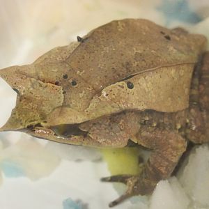 Megophrys nasuta