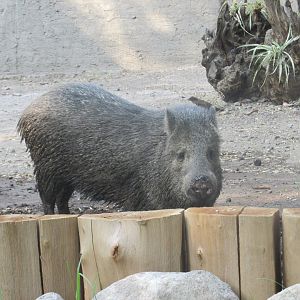 collared peccary