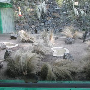 volcano rabbit exhibit