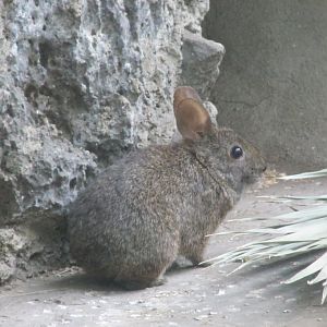 volcano rabbit or teporingo