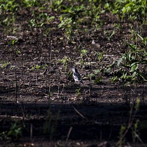 White-shouldered triller, Lalage sueurii