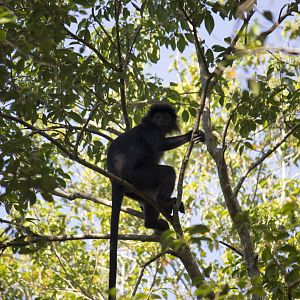 Javan lutung, Trachypithecus auratus auratus