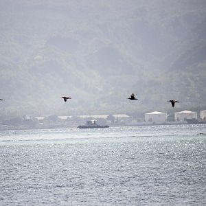 Whimbrel, Numenius phaeopus variegatus