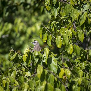 Yellow-vented bulbul, Pycnonotus goiavier analis