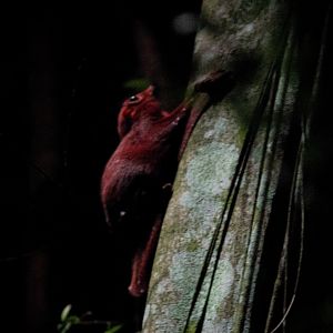 Sunda flying lemur, Galeopterus variegatus