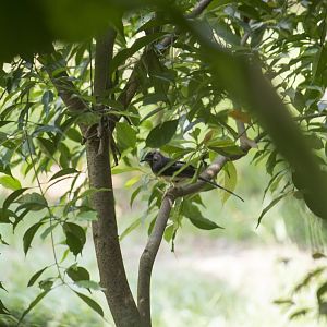 White-rumped shama, Copsychus malabaricus tricolor