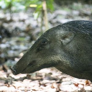 Banded pig, Sus scrofa vittatus
