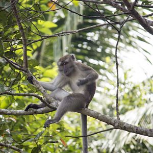 Crab-eating macaque, Macaca fascicularis fascicularis