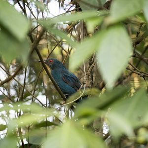 Asian fairy-bluebird, Irena puella malayensis