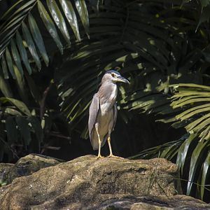 Black-crowned night heron, Nycticorax nycticorax nycticorax