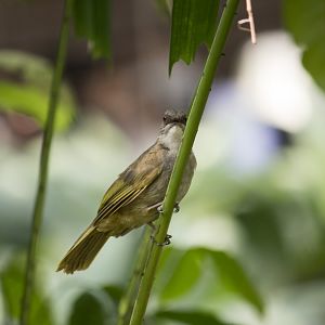 Olive-winged bulbul, Pycnonotus plumosus plumosus