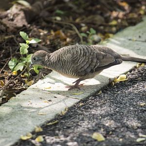 Zebra dove, Geopelia striata