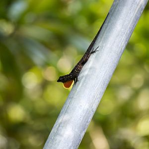 Brown anole, Norops sagrei