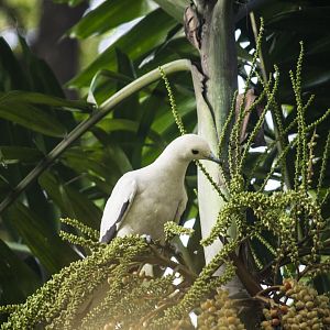 Pied imperial pigeon, Ducula bicolor bicolor