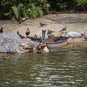 Lesser whistling ducks, Dendrocygna javanica and Grey heron, Ardea cinerea jouyi