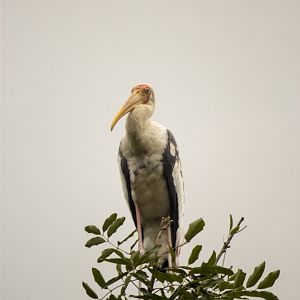 Painted stork, Mycteria leucocephala