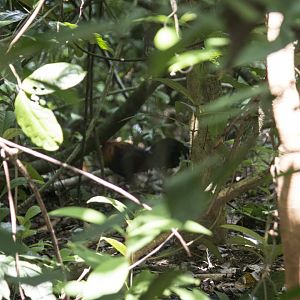 Red junglefowl, Gallus gallus gallus