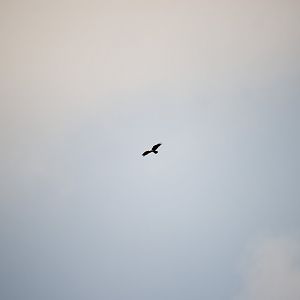 Brahminy kite, Haliastur indus intermedius