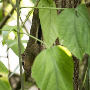 Plantain squirrel, Callosciurus notatus singapurensis