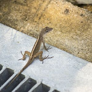 Brown anole, Norops sagrei