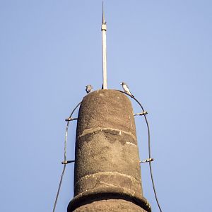 White-breasted woodswallow, Artamus leucorynchus amydrus