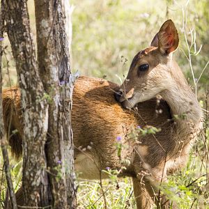 Javan rusa, Rusa timorensis renschi