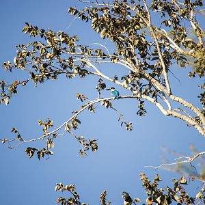 Collared kingfisher, Todiramphus chloris palmeri