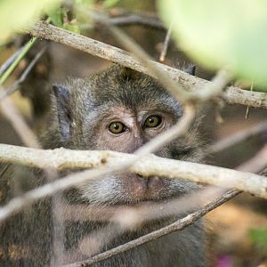 Crab-eating macaque, Macaca fascicularis fascicularis
