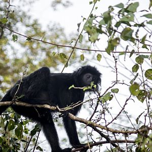 Javan lutung, Trachypithecus auratus auratus