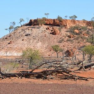 Rock wallaby & wallaroo habitat.