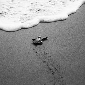 Hawksbill sea turtle, Eretmochelys imbricata