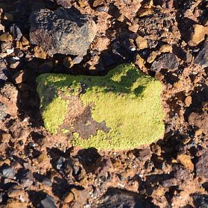 Small lichen covered stone in desert country.  Q'ld.