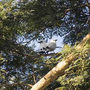 Bali myna, Leucopsar rothschildi