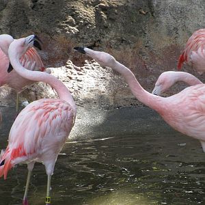 Chilean Flamingos (Phoenicopterus chilensis)