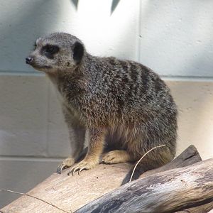 Meerkat (Suricata suricatta)