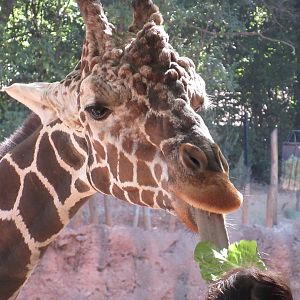 Reticulated Giraffe (Giraffa (camelopardalis) reticulata)