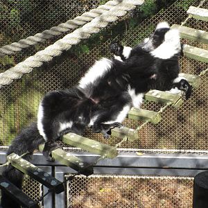 The Living Treehouse - Black-and-White Ruffed Lemur (Varecia variegata)