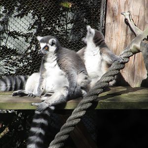 The Living Treehouse - Ring-tailed Lemurs (Lemur catta)